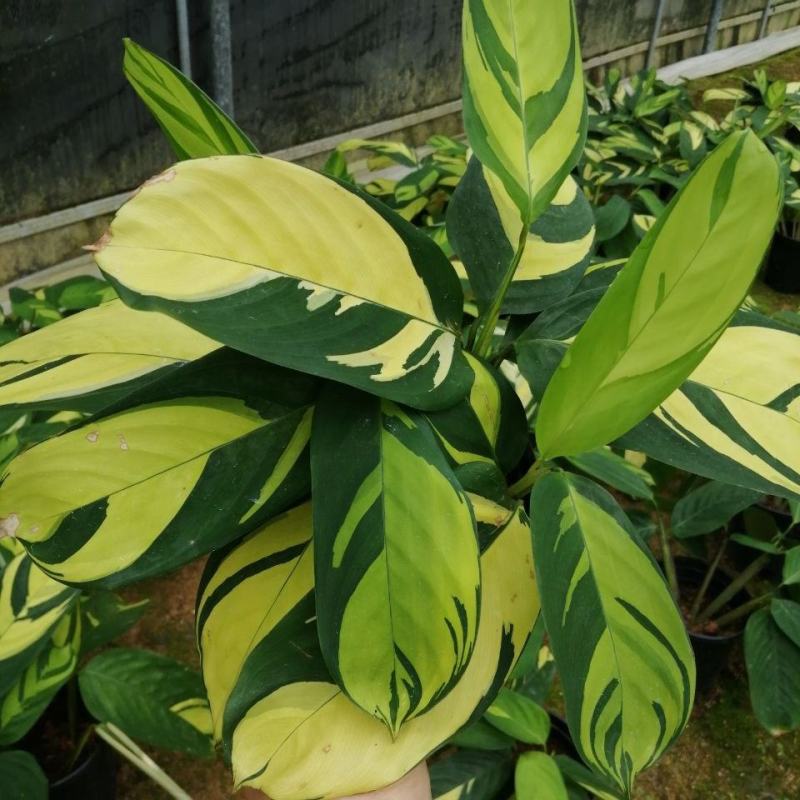 金梦竹芋盆栽植物美观室内桌面防辐射黄金马赛克绿植净化空气
