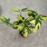 金梦竹芋盆栽植物美观室内桌面防辐射黄金马赛克绿植净化空气
