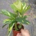 金梦竹芋盆栽植物美观室内桌面防辐射黄金马赛克绿植净化空气
