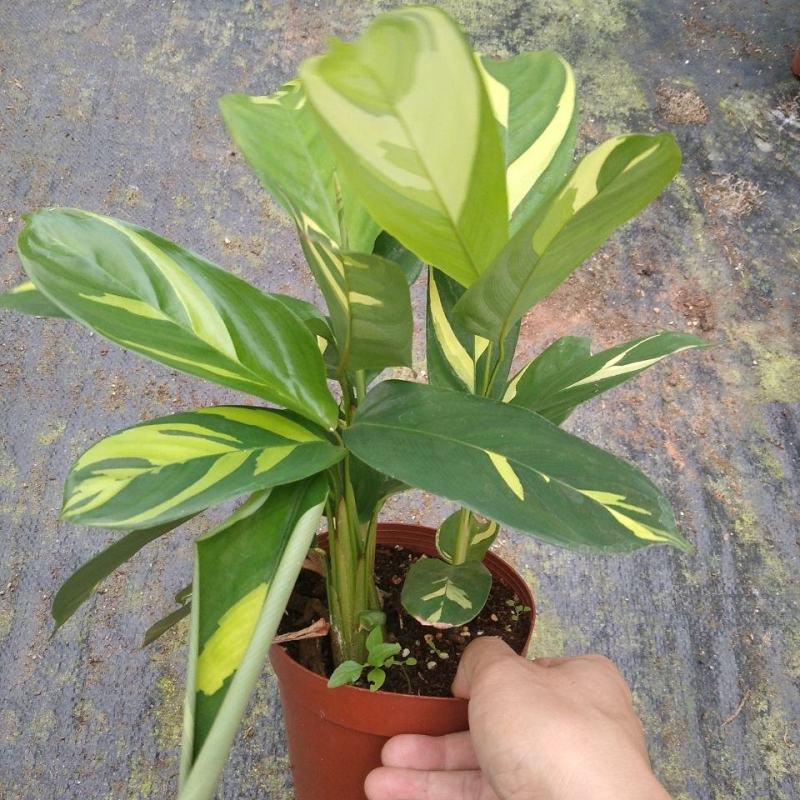 金梦竹芋盆栽植物美观室内桌面防辐射黄金马赛克绿植净化空气