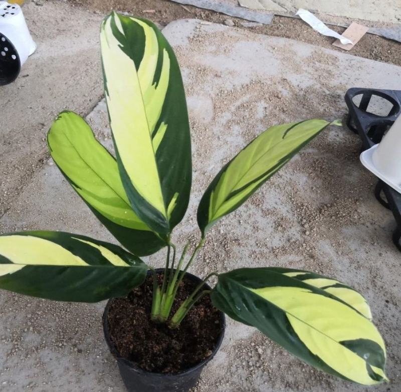 金梦竹芋盆栽植物美观室内桌面防辐射黄金马赛克绿植净化空气
