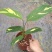 金梦竹芋盆栽植物美观室内桌面防辐射黄金马赛克绿植净化空气