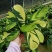 金梦竹芋盆栽植物美观室内桌面防辐射黄金马赛克绿植净化空气