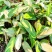 金梦竹芋盆栽植物美观室内桌面防辐射黄金马赛克绿植净化空气