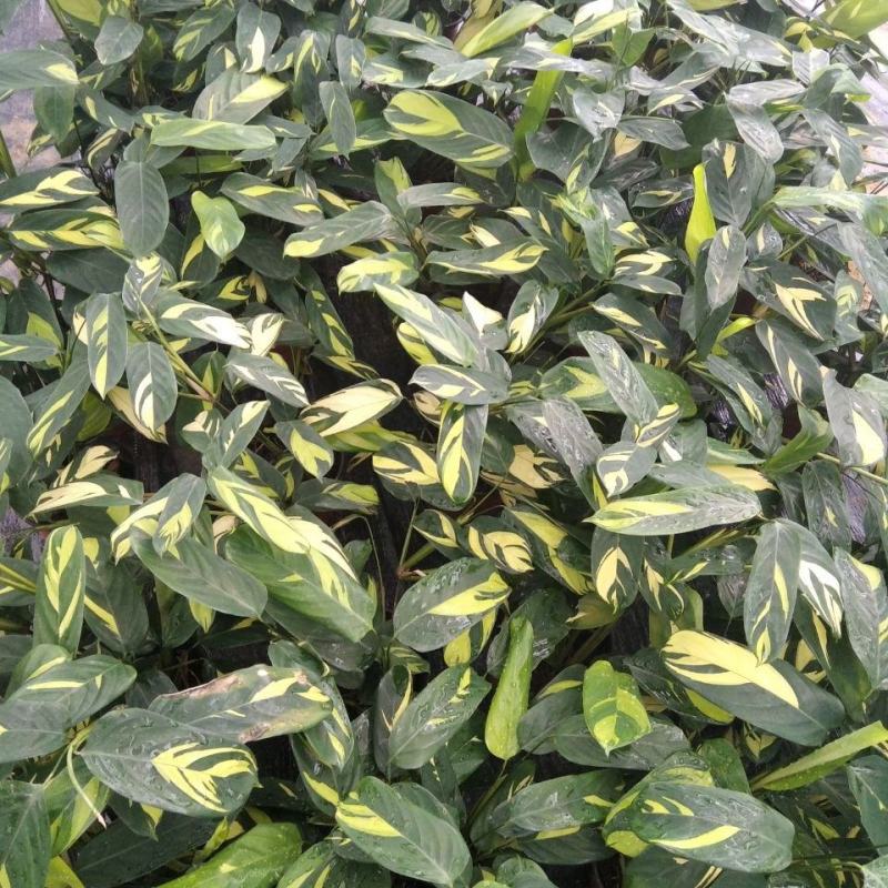 金梦竹芋盆栽植物美观室内桌面防辐射黄金马赛克绿植净化空气