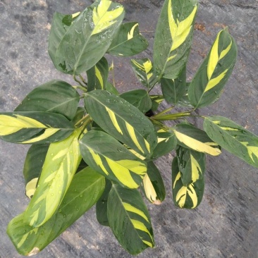 金梦竹芋盆栽植物美观室内桌面防辐射黄金马赛克绿植净化空气