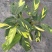 金梦竹芋盆栽植物美观室内桌面防辐射黄金马赛克绿植净化空气