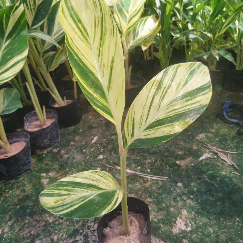 竹芋凤凰羽室内盆栽水培绿植花叶万年青彩虹春季观叶夏季客厅