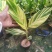 竹芋凤凰羽室内盆栽水培绿植花叶万年青彩虹春季观叶夏季客厅