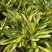 竹芋凤凰羽室内盆栽水培绿植花叶万年青彩虹春季观叶夏季客厅