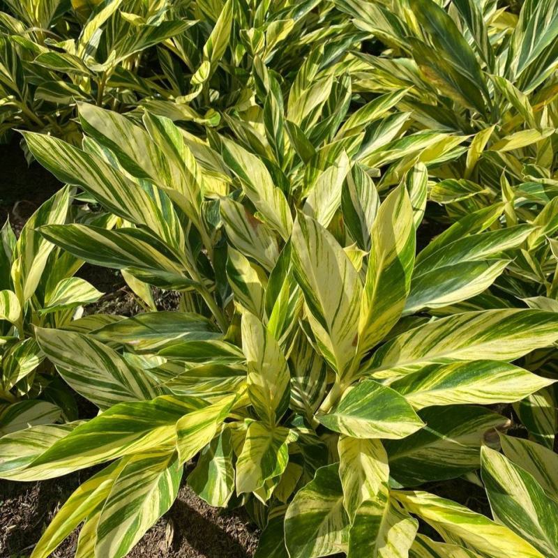 竹芋凤凰羽室内盆栽水培绿植花叶万年青彩虹春季观叶夏季客厅