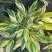 竹芋凤凰羽室内盆栽水培绿植花叶万年青彩虹春季观叶夏季客厅