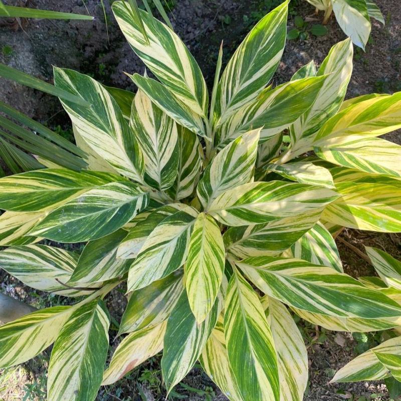 竹芋凤凰羽室内盆栽水培绿植花叶万年青彩虹春季观叶夏季客厅