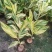 竹芋凤凰羽室内盆栽水培绿植花叶万年青彩虹春季观叶夏季客厅