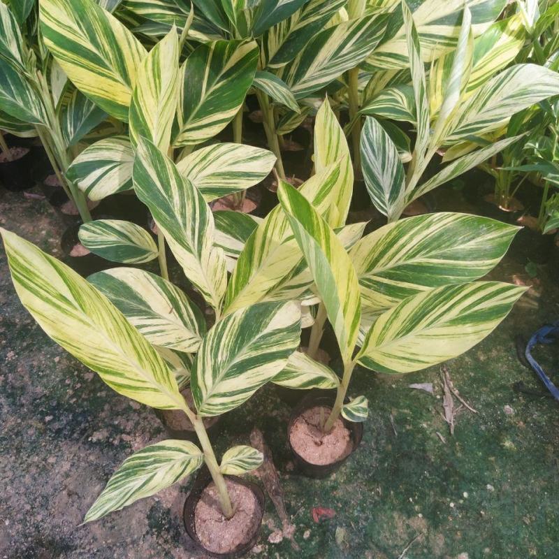 竹芋凤凰羽室内盆栽水培绿植花叶万年青彩虹春季观叶夏季客厅
