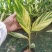 竹芋凤凰羽室内盆栽水培绿植花叶万年青彩虹春季观叶夏季客厅