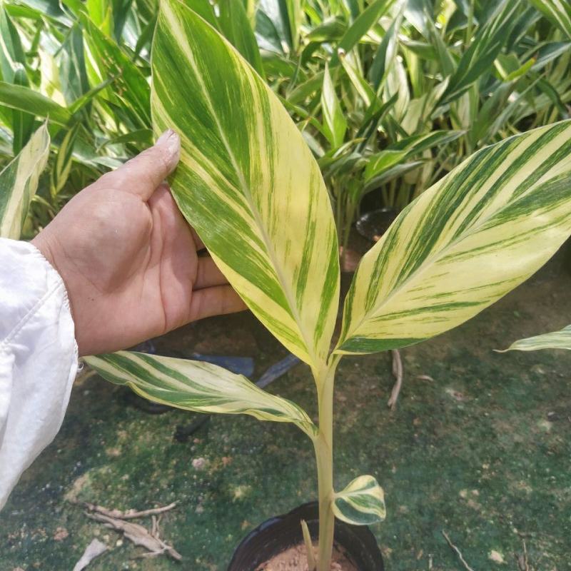 竹芋凤凰羽室内盆栽水培绿植花叶万年青彩虹春季观叶夏季客厅
