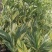 竹芋凤凰羽室内盆栽水培绿植花叶万年青彩虹春季观叶夏季客厅