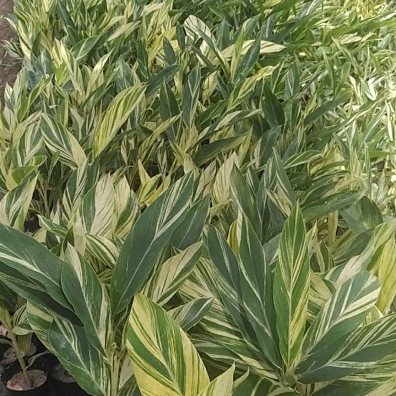 竹芋凤凰羽室内盆栽水培绿植花叶万年青彩虹春季观叶夏季客厅
