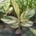 竹芋凤凰羽室内盆栽水培绿植花叶万年青彩虹春季观叶夏季客厅
