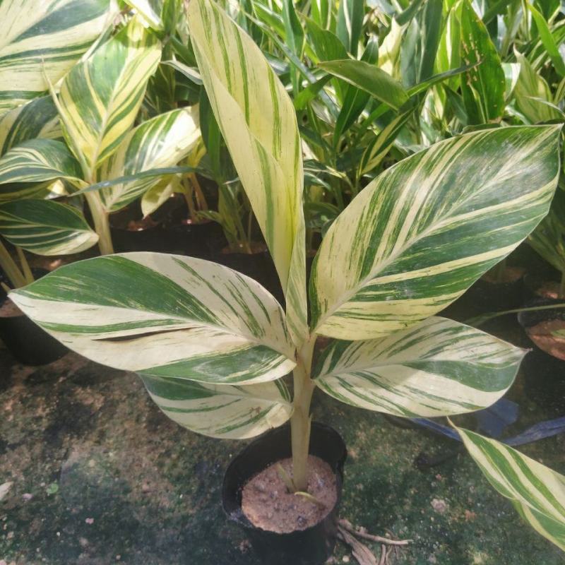 竹芋凤凰羽室内盆栽水培绿植花叶万年青彩虹春季观叶夏季客厅