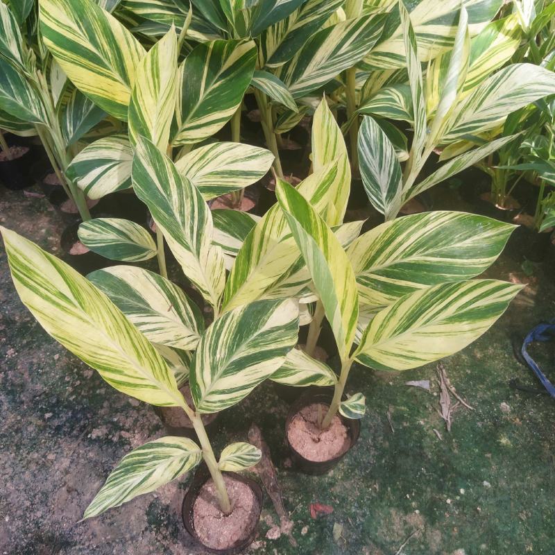 竹芋凤凰羽室内盆栽水培绿植花叶万年青彩虹春季观叶夏季客厅