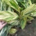 竹芋凤凰羽室内盆栽水培绿植花叶万年青彩虹春季观叶夏季客厅