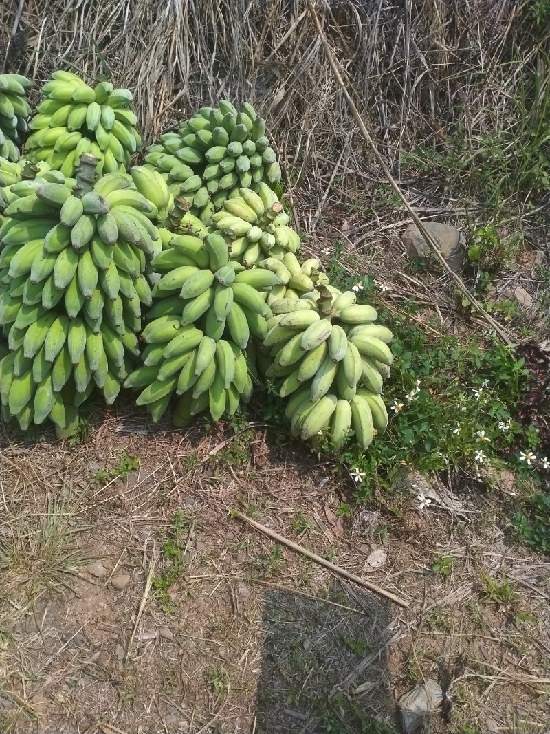 芭蕉