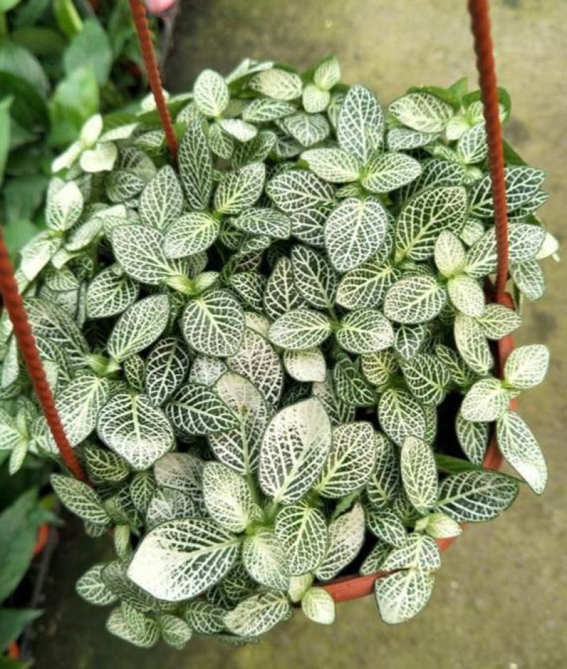 网纹草盆栽小绿植室内四季好养易活彩水培观叶桌面微景观花卉