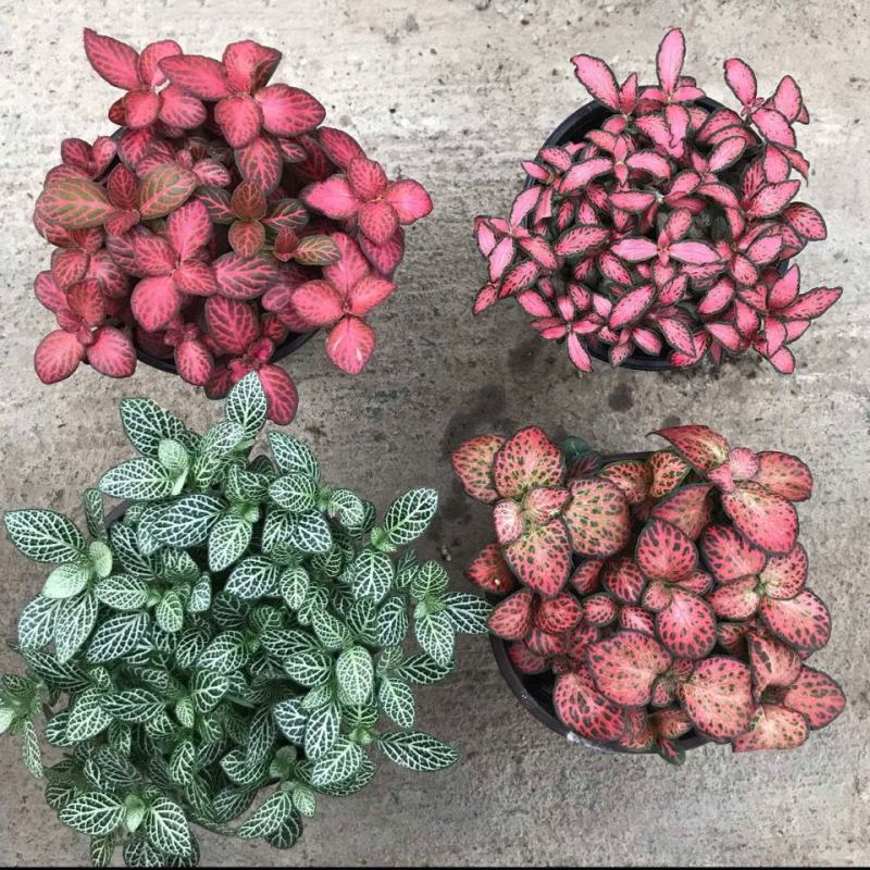 网纹草盆栽小绿植室内四季好养易活彩水培观叶桌面微景观花卉
