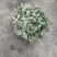 网纹草盆栽小绿植室内四季好养易活彩水培观叶桌面微景观花卉