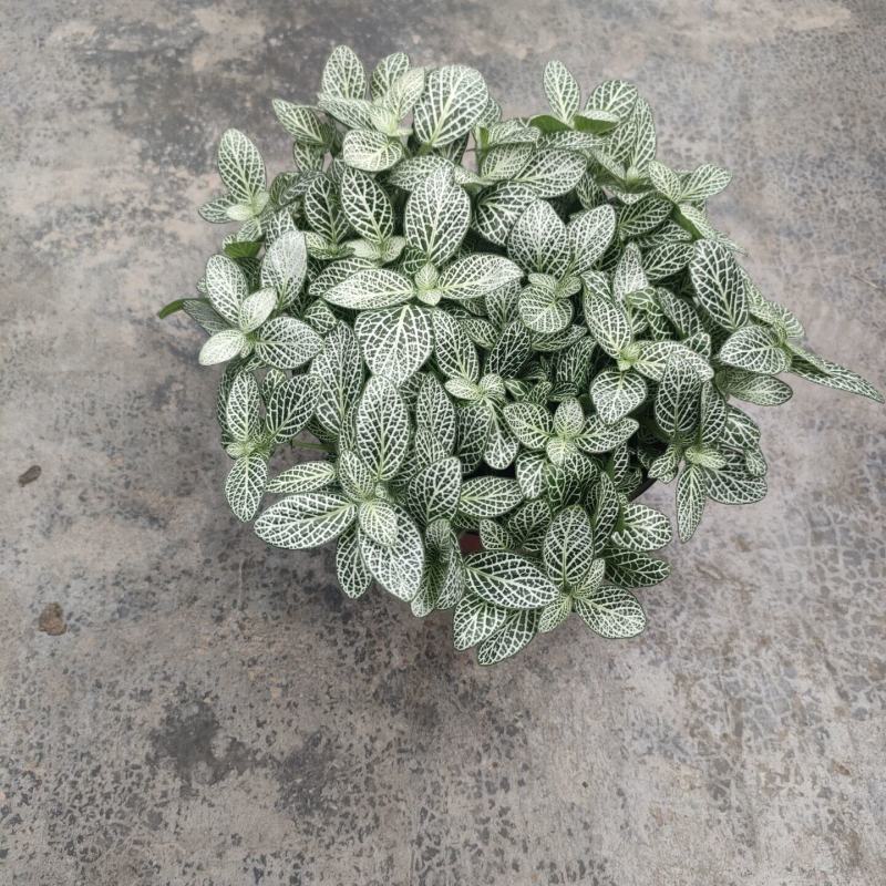 网纹草盆栽小绿植室内四季好养易活彩水培观叶桌面微景观花卉
