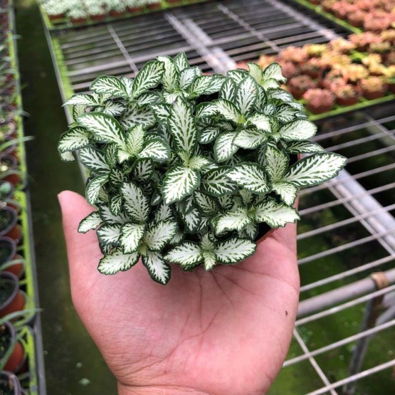 网纹草盆栽小绿植室内四季好养易活彩水培观叶桌面微景观花卉