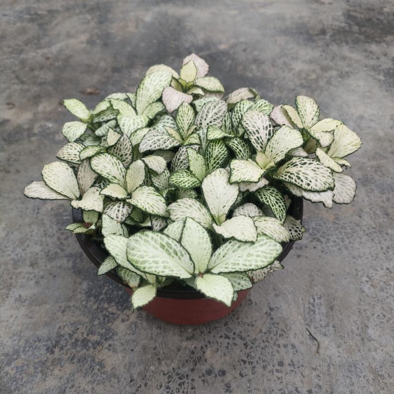网纹草盆栽小绿植室内四季好养易活彩水培观叶桌面微景观花卉