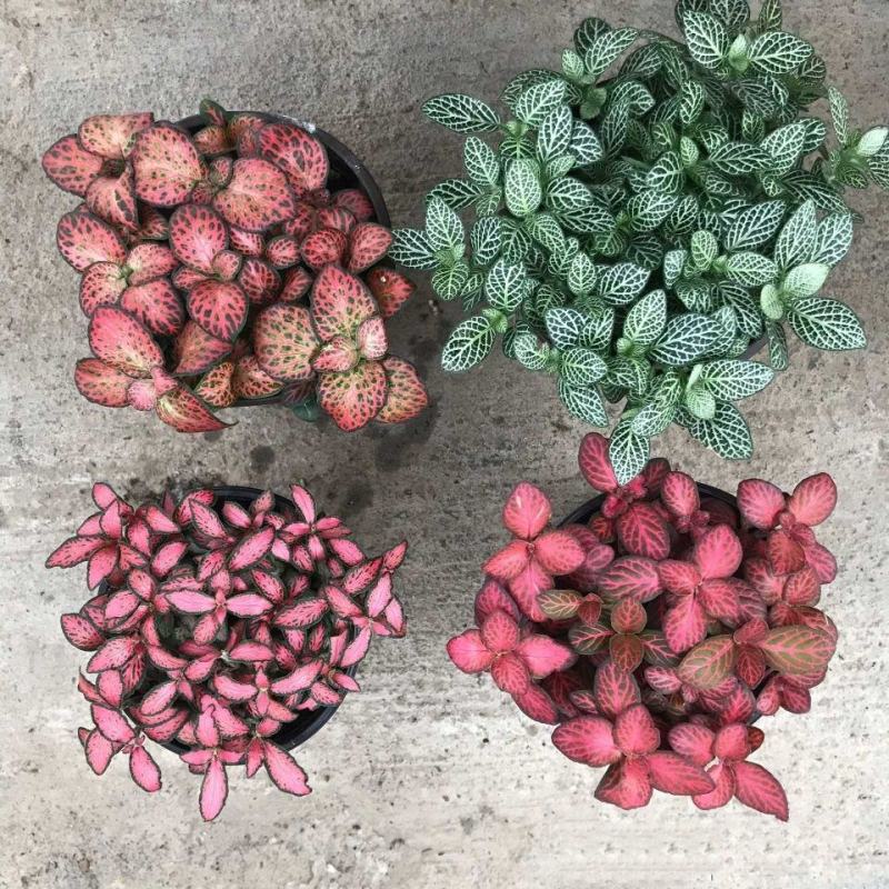 网纹草盆栽小绿植室内四季好养易活彩水培观叶桌面微景观花卉