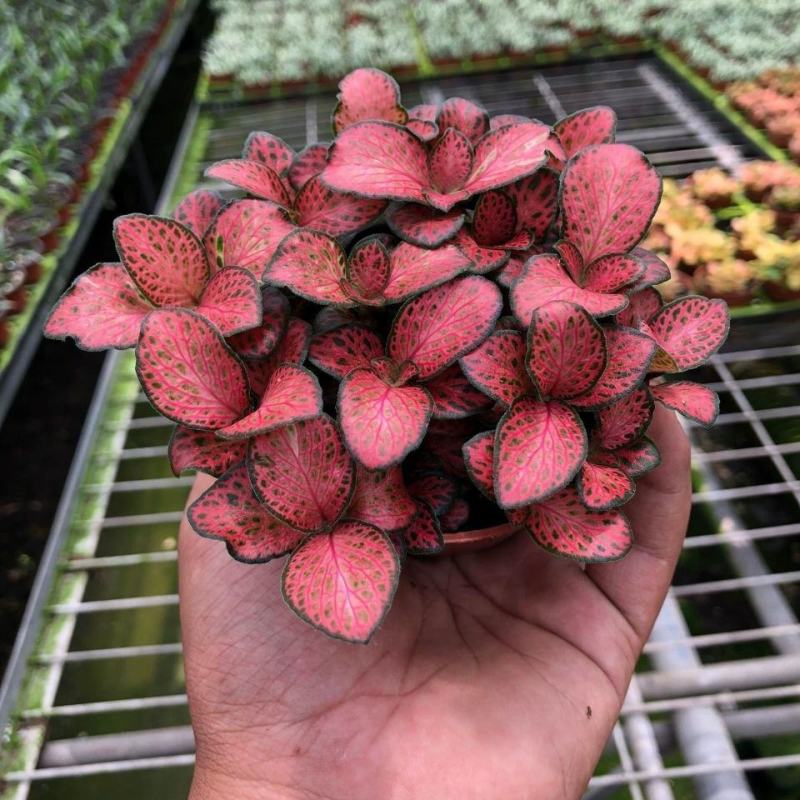 网纹草盆栽小绿植室内四季好养易活彩水培观叶桌面微景观花卉