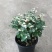 雪花木盆栽木本观叶花卉室外阳台庭院绿植四季常青耐晒耐热喜