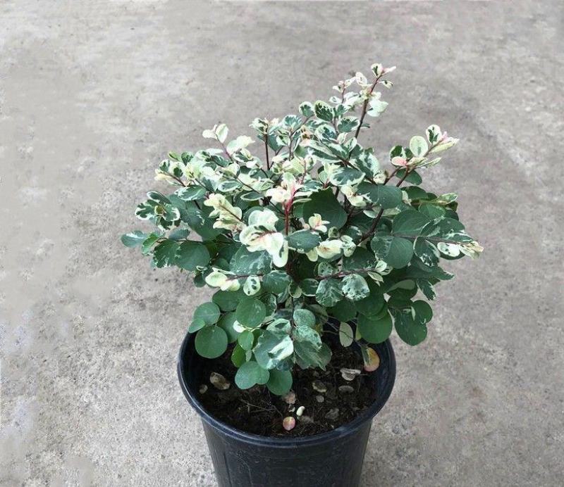 雪花木盆栽木本观叶花卉室外阳台庭院绿植四季常青耐晒耐热喜