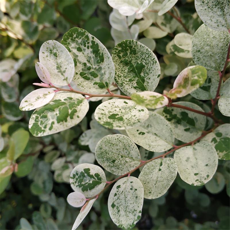 雪花木盆栽木本观叶花卉室外阳台庭院绿植四季常青耐晒耐热喜
