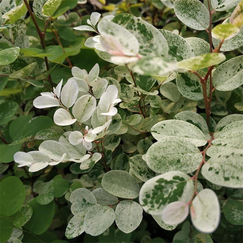 雪花木盆栽木本观叶花卉室外阳台庭院绿植四季常青耐晒耐热喜