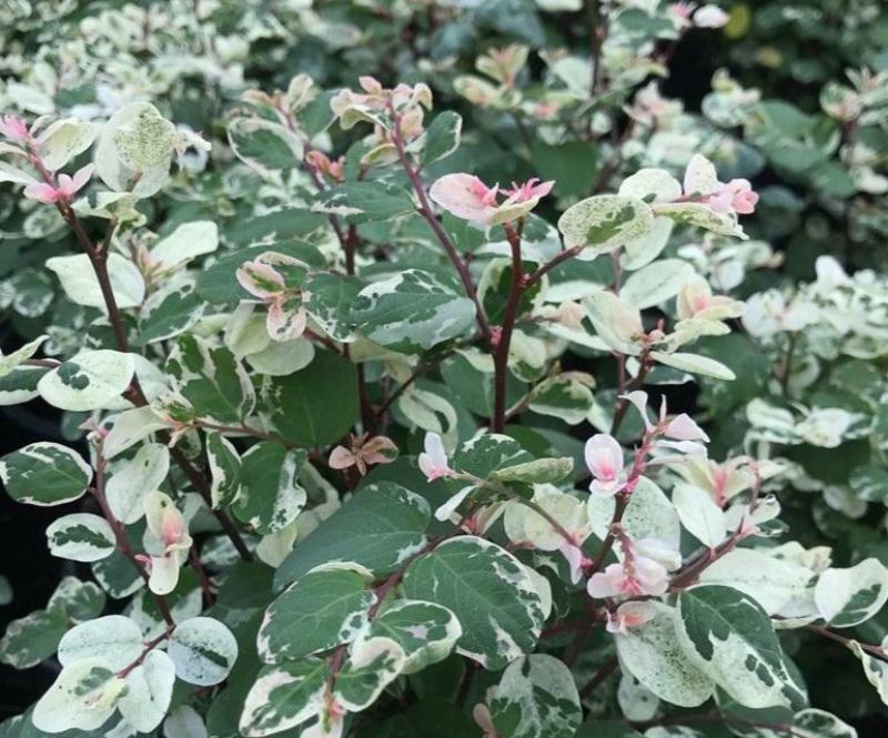雪花木盆栽木本观叶花卉室外阳台庭院绿植四季常青耐晒耐热喜