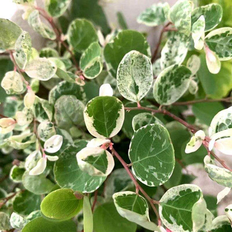 雪花木盆栽木本观叶花卉室外阳台庭院绿植四季常青耐晒耐热喜