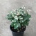 雪花木盆栽木本观叶花卉室外阳台庭院绿植四季常青耐晒耐热喜