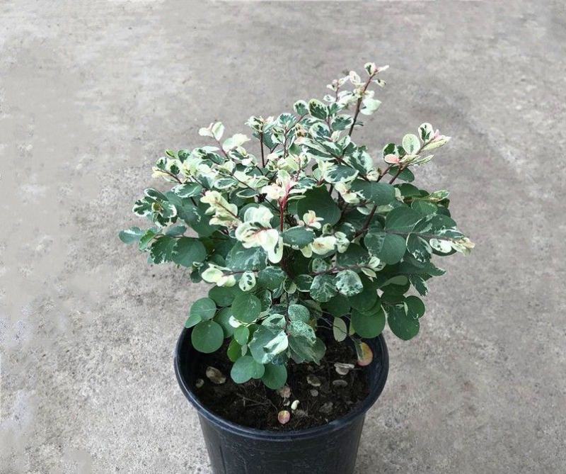 雪花木盆栽木本观叶花卉室外阳台庭院绿植四季常青耐晒耐热喜