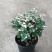 雪花木盆栽木本观叶花卉室外阳台庭院绿植四季常青耐晒耐热喜