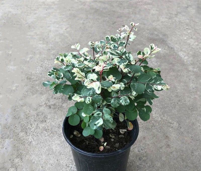 雪花木盆栽木本观叶花卉室外阳台庭院绿植四季常青耐晒耐热喜