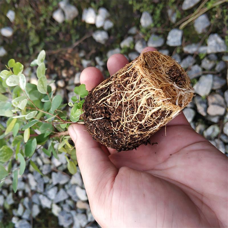 雪花木盆栽木本观叶花卉室外阳台庭院绿植四季常青耐晒耐热喜