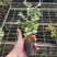 雪花木盆栽木本观叶花卉室外阳台庭院绿植四季常青耐晒耐热喜