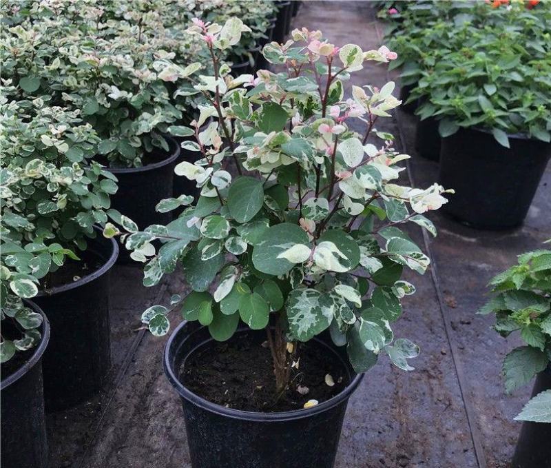 雪花木盆栽木本观叶花卉室外阳台庭院绿植四季常青耐晒耐热喜
