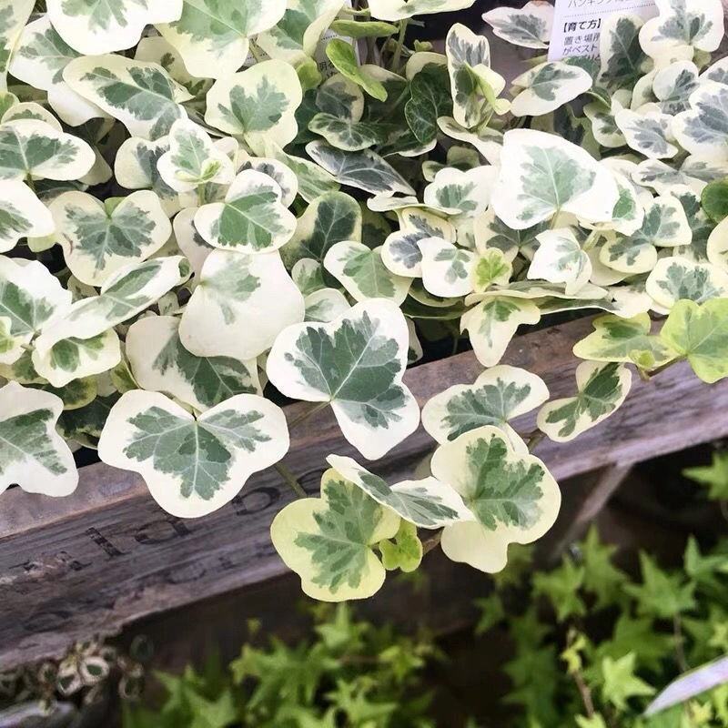 金边常春藤盆栽植物室内垂吸除甲醛四季常金叶长青藤绿植